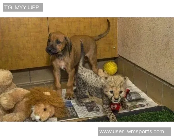 费迪南德坦言未能原谅图雷2012年夺冠事件友谊难以恢复